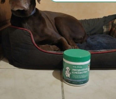 Entspannter Hund mit Dr. Pfoten Probiotika-Leckerlis